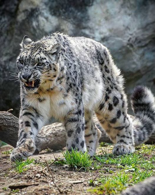 ANGRY snow leopard