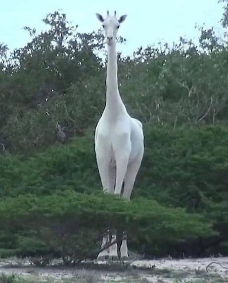 Albino Giraffe