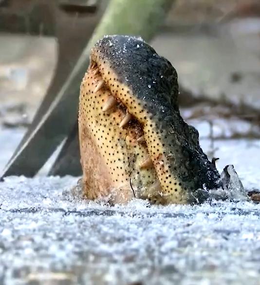 Alligators in frozen water