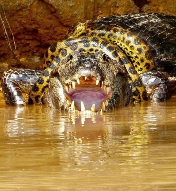 Anaconda crocodile
