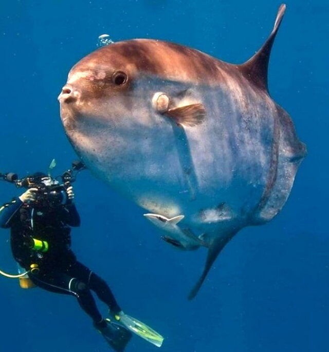 BIGGEST Ocean Sunfish