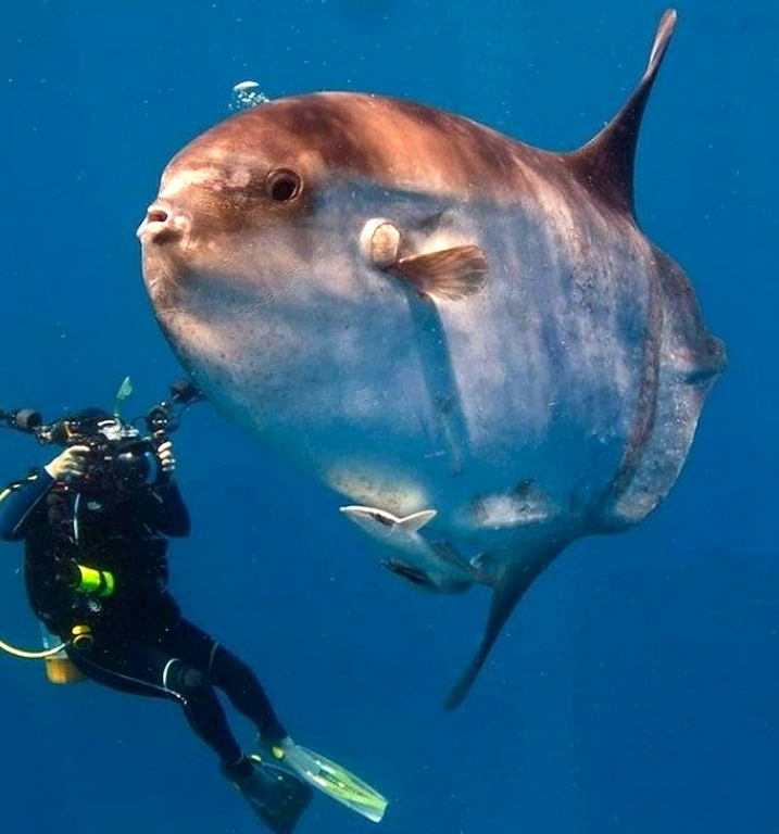 BIGGEST Ocean Sunfish