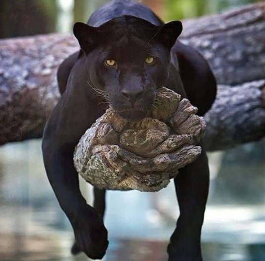 BLACK Panther on tree