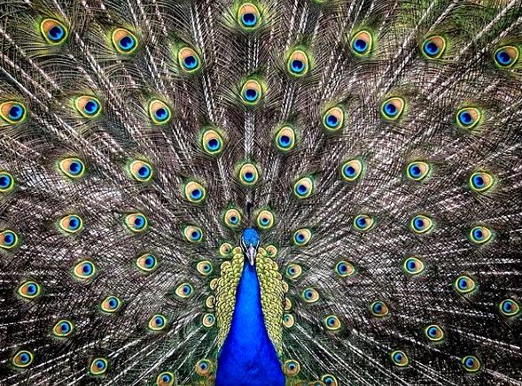 BLUE Peacock