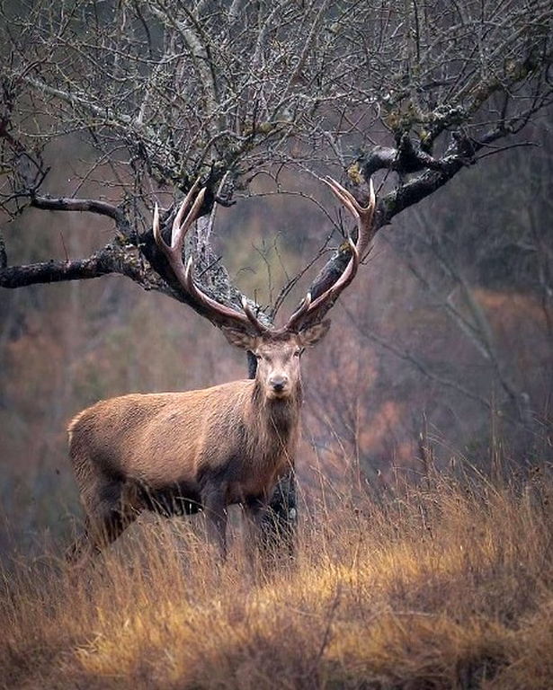 Beautiful Deer