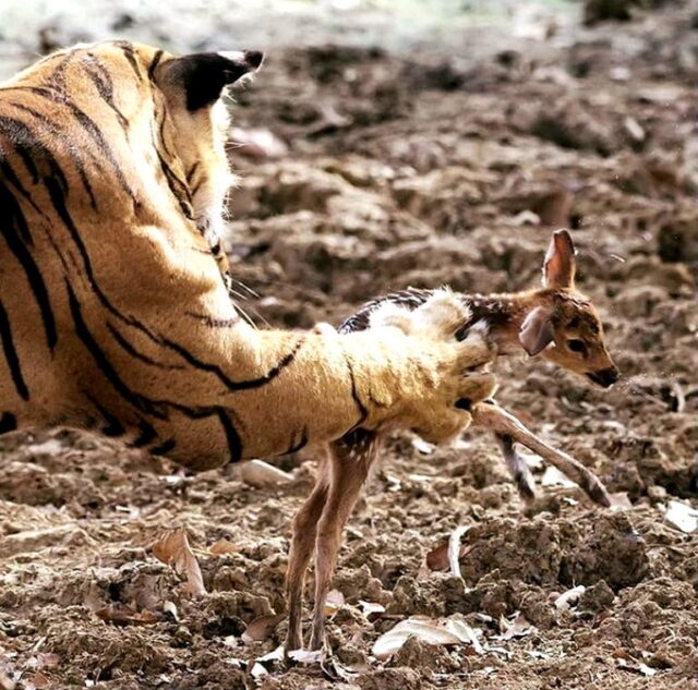 Bengal tiger and a deer