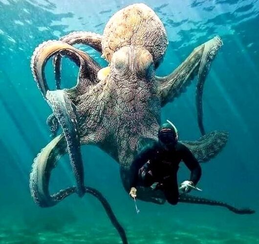 Biggest Octopus Ever Caught On Camera