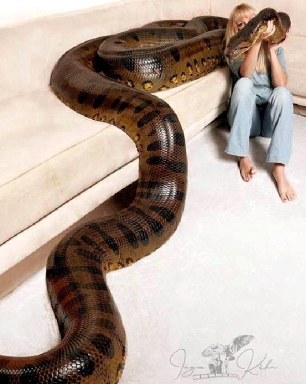Biggest snake
