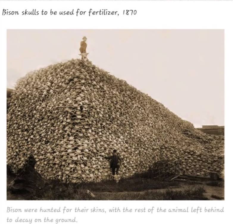 Bison skulls 1870