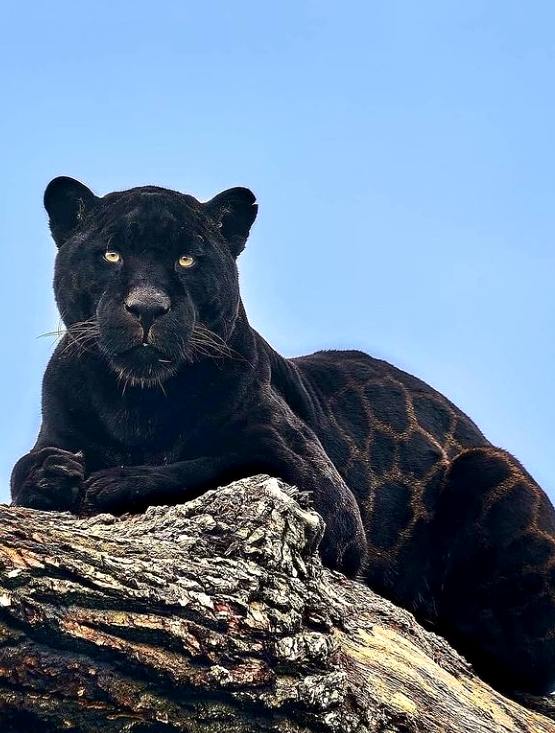 Black Jaguar