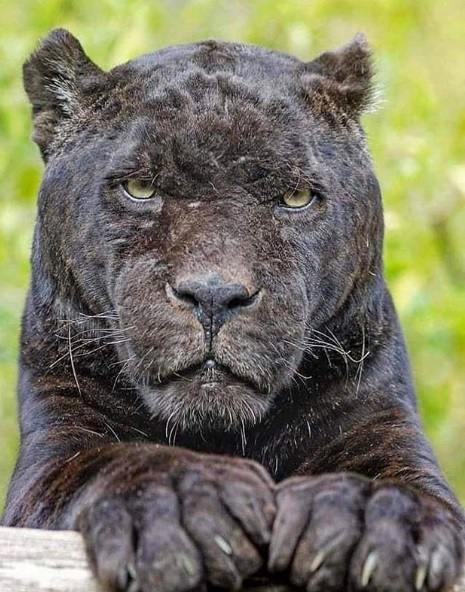 Black Jaguar