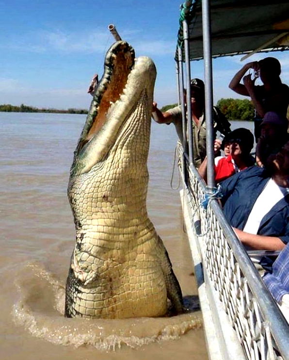 brutus crocodile tour