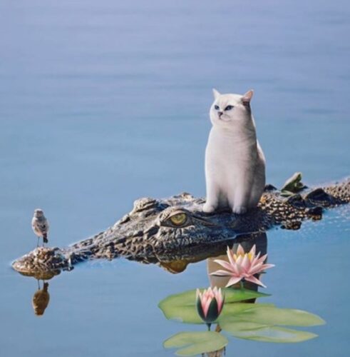 CAT on crocodile - Wiolo.com