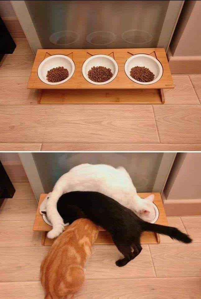 CATS Eating