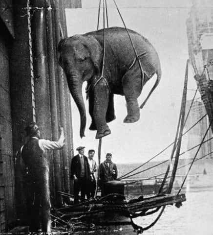 Circus Elephant Being Transported