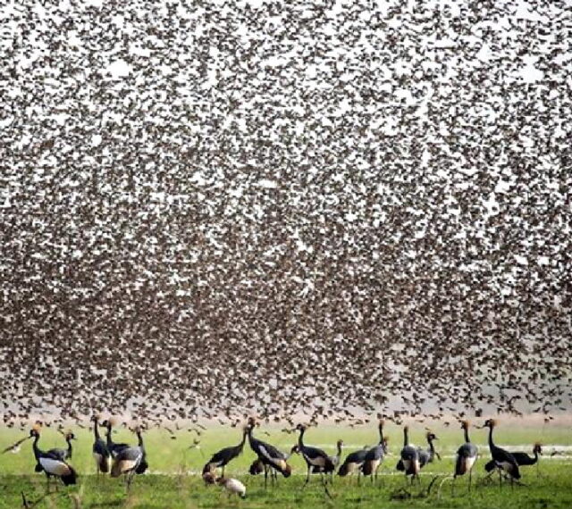 Cranes birds