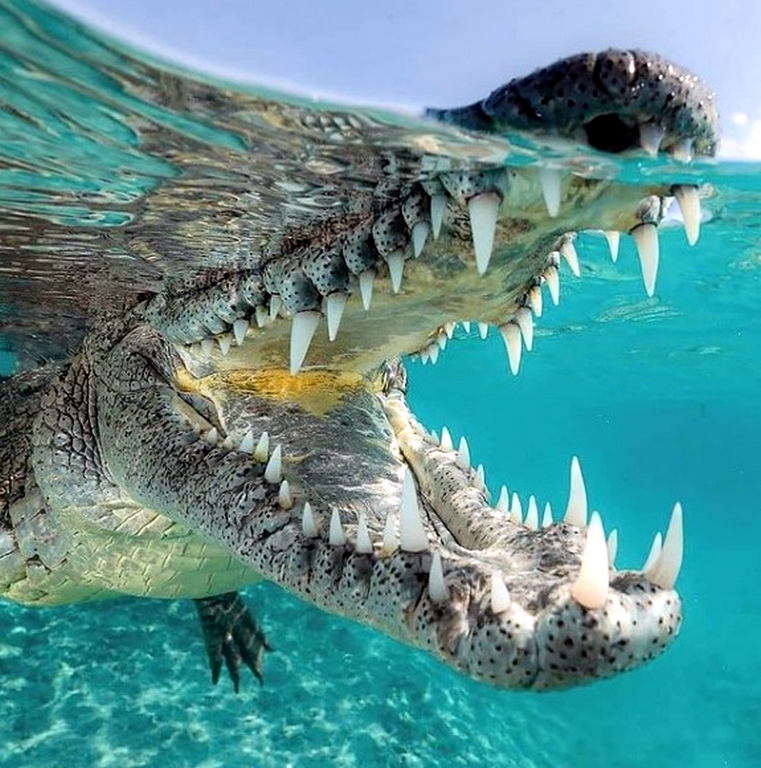 Crocodile teeth