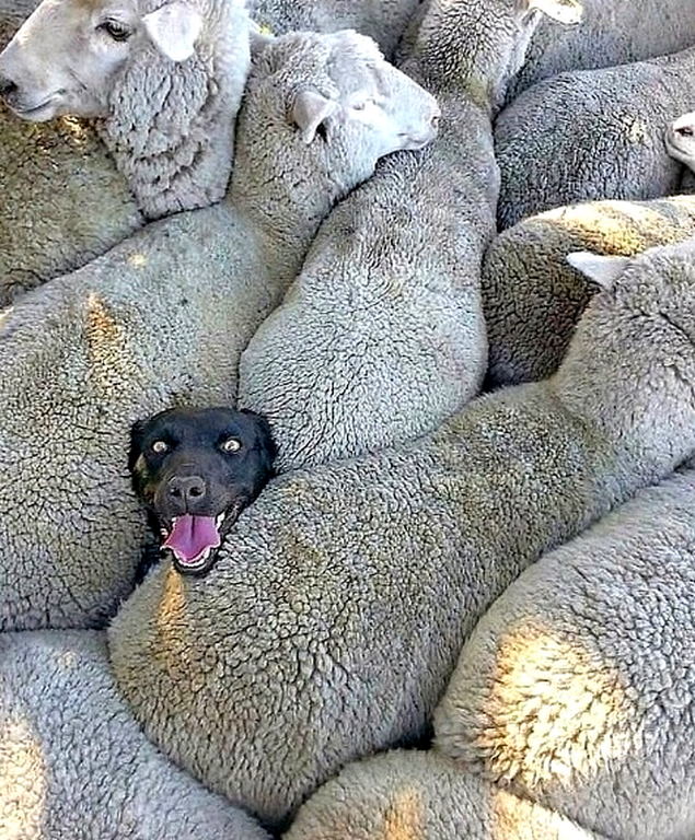 Dog and sheeps