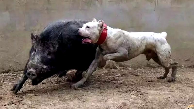 Dogo Argentino