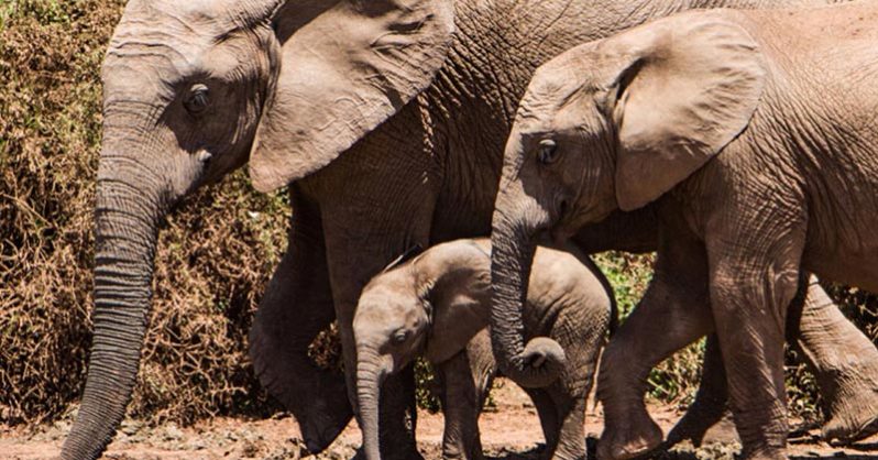 Elephant Family