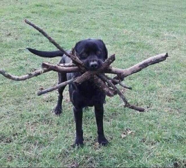 FETCH with sticks