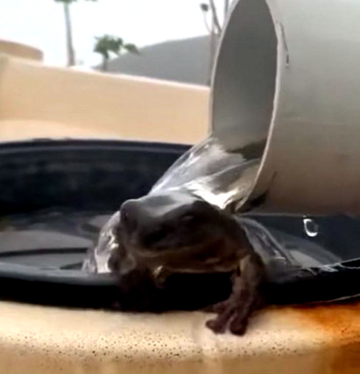 FROG Rainwater