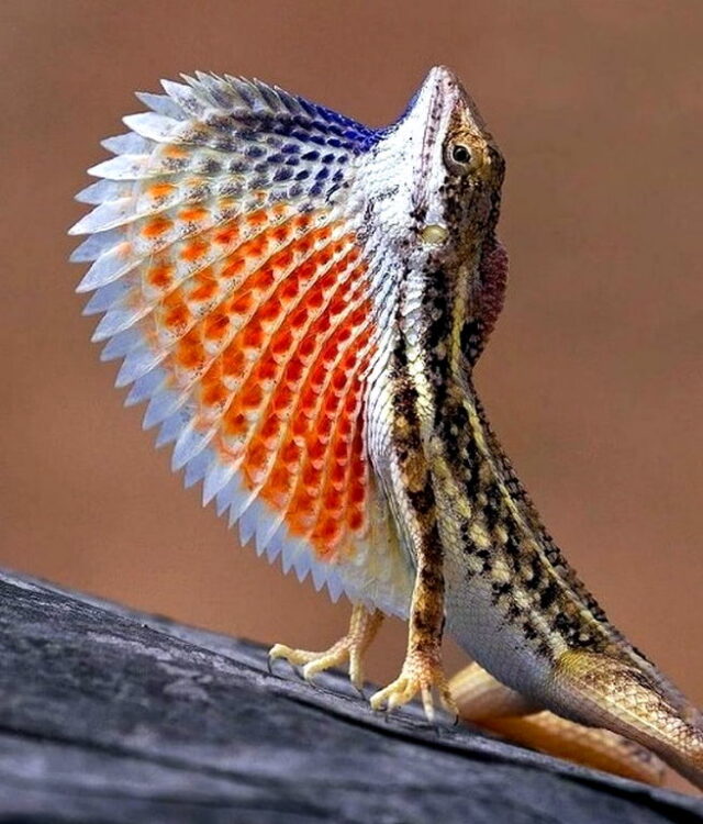 Fan-throated Lizard