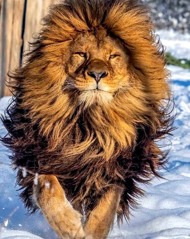 Fluffy Lion