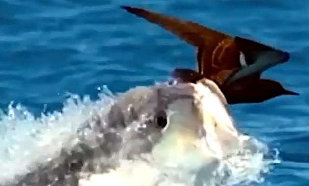 Giant Trevally fish