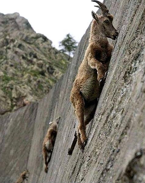 Goats on the dam