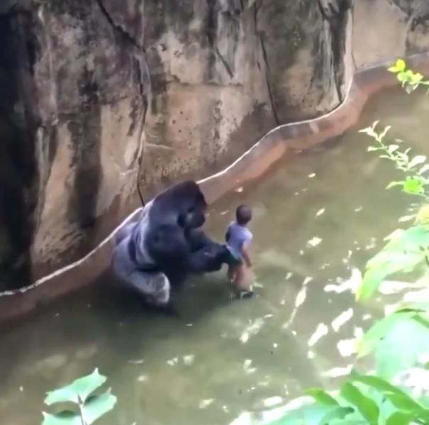 Gorilla Harambe protects a boy