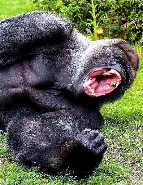 Gorillas teeth