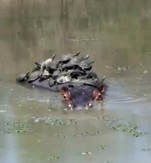 Hippo and turtles