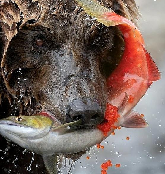 How many salmon does a bear eat in one day