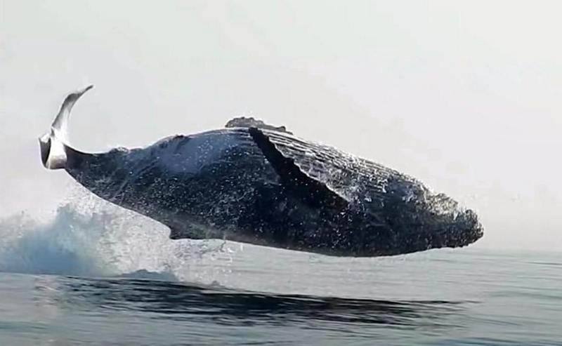 Humpback whale jumping out of water