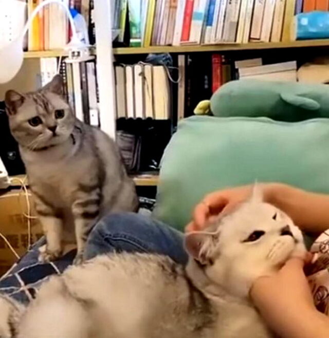 JEALOUS Cat