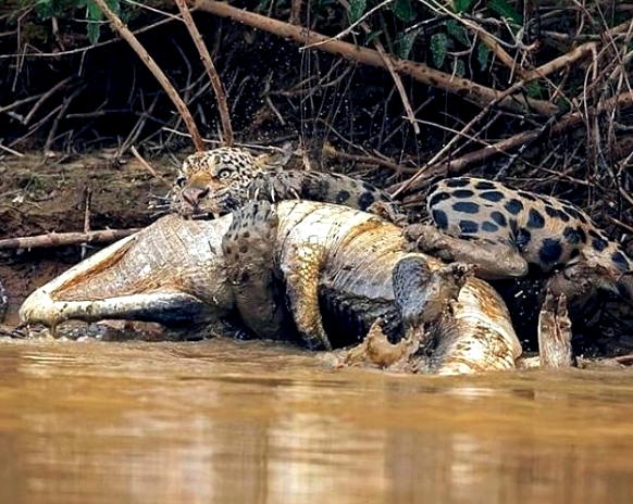 Jaguar and Caiman