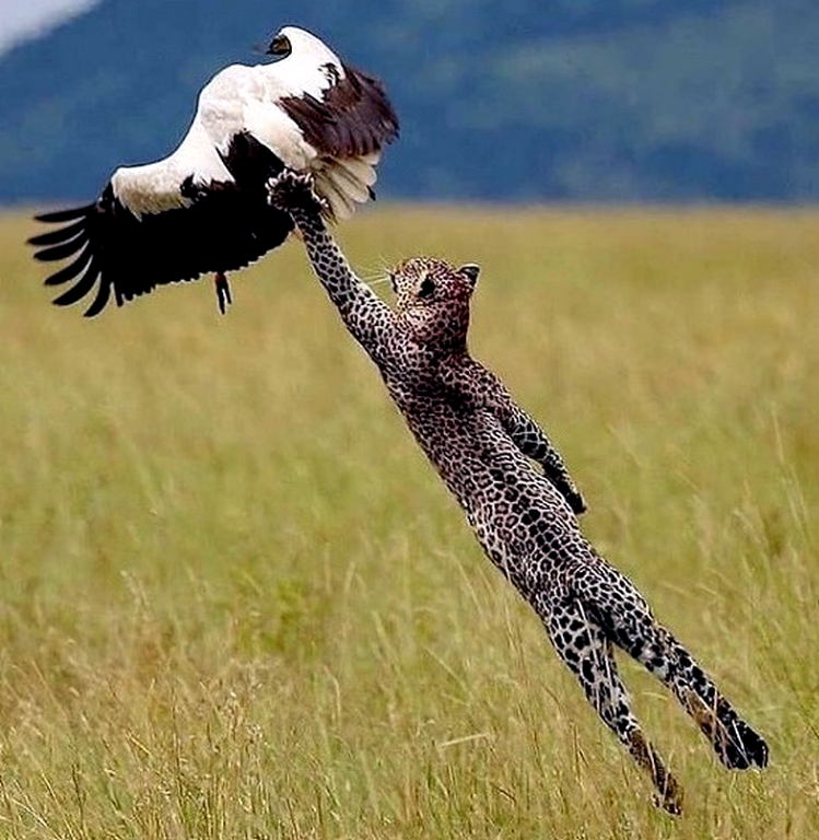 Leopard capturing a bird