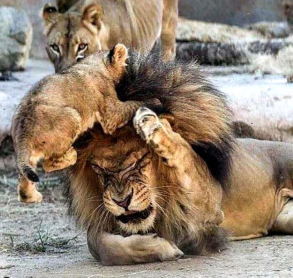 Lion cub and dad