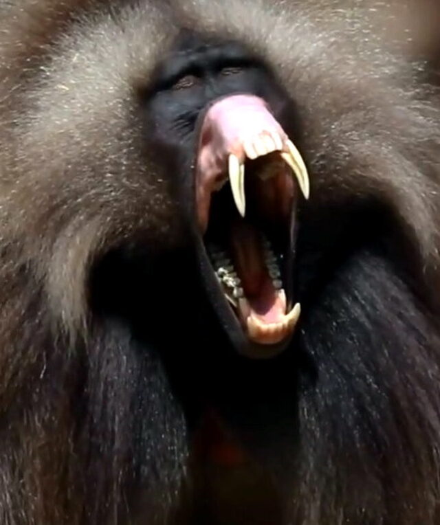 Male Gelada