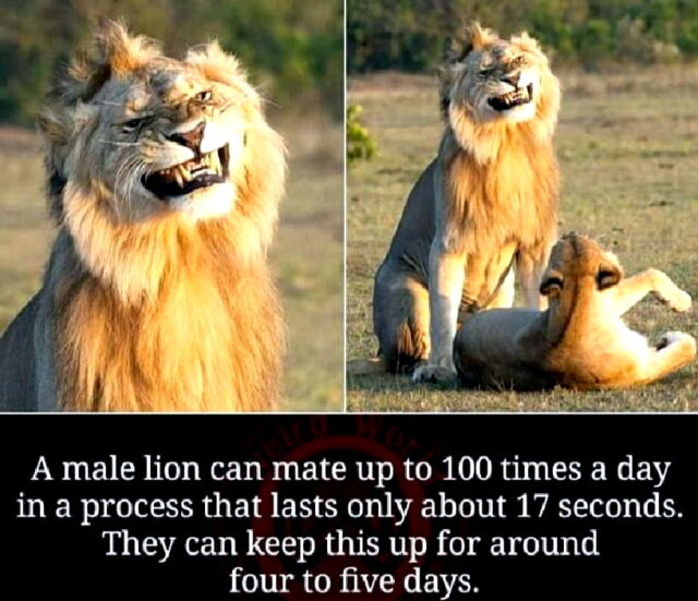 Male Lion mating