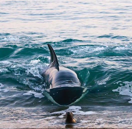 ORCAS hunting seals