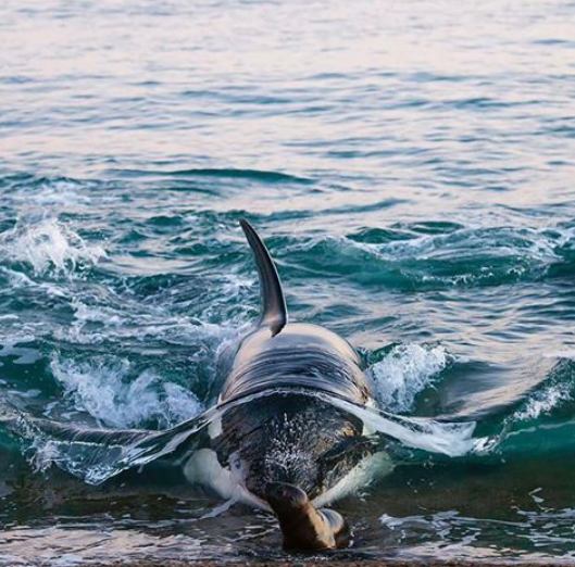 ORCAS hunting seals