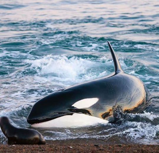 ORCAS hunting seals