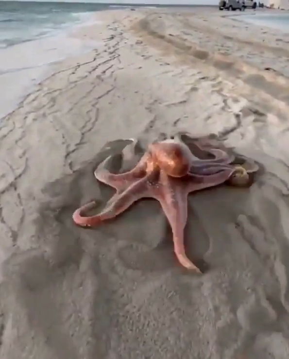 Octopus walking in sand