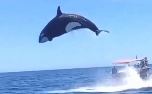 Orca highest jump