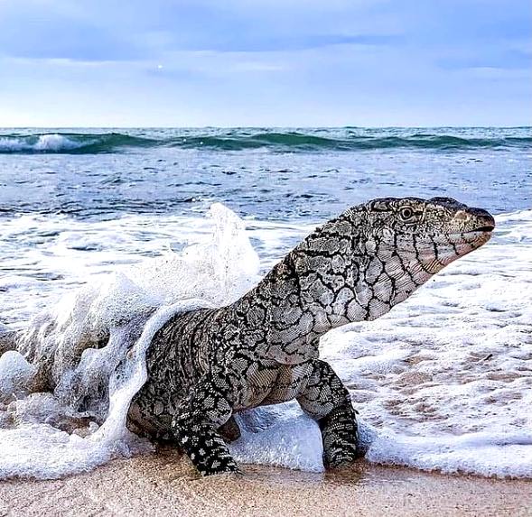 Perentie lizard