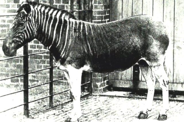 Quagga