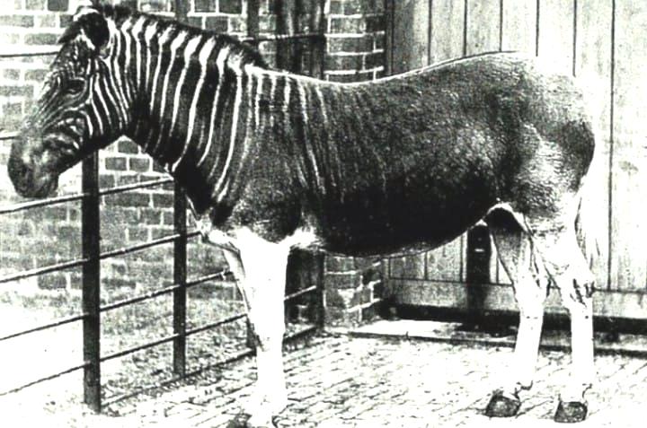 Quagga