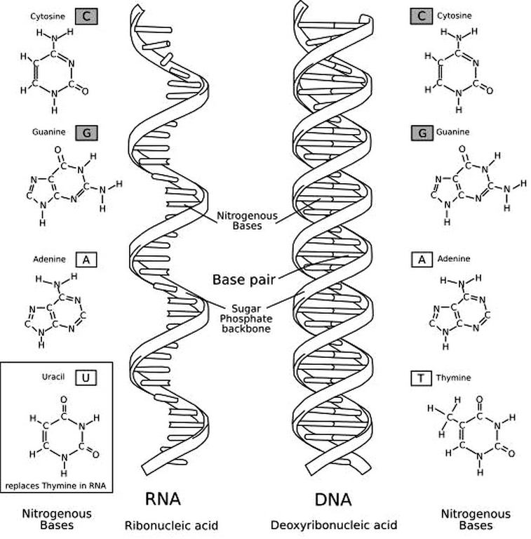 RNA and DNA